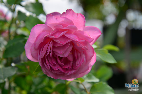 Queen of Elegance - Weeks Rose