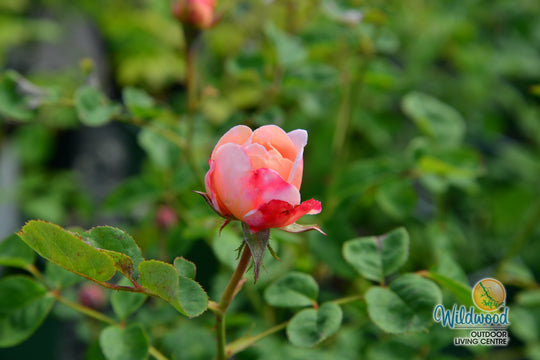 Queen of Sweden - David Austin Rose