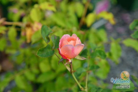 Queen of Sweden - David Austin Rose