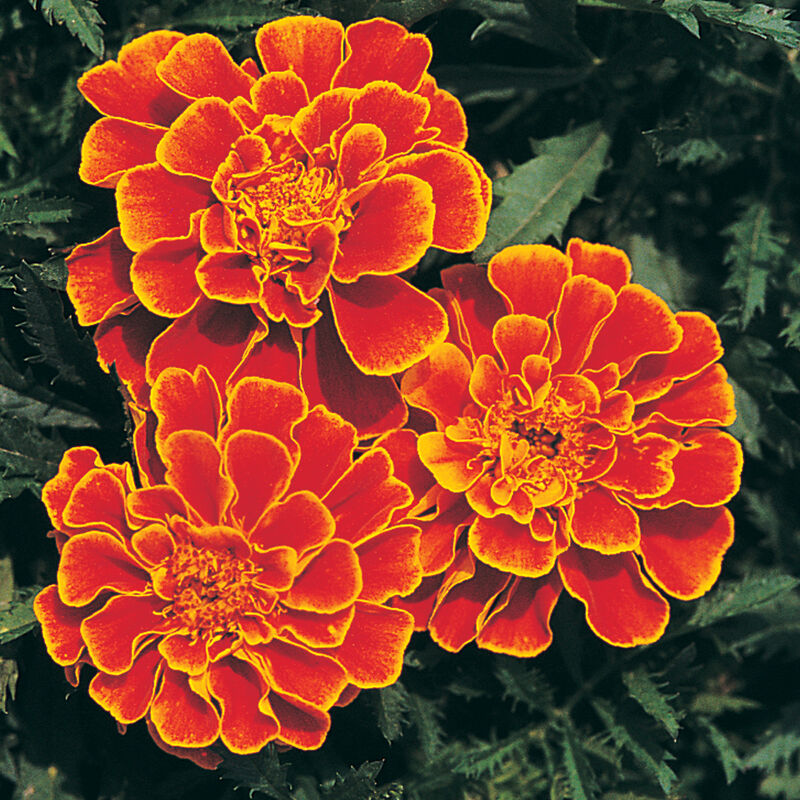 Marigold Queen Sophia - Pacific Northwest Seeds