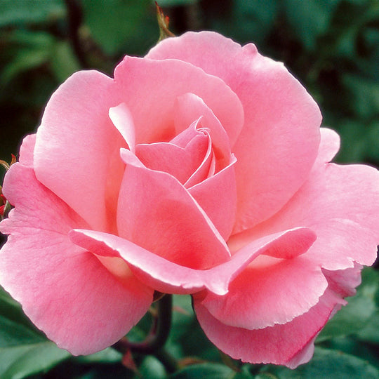 Queen Elizabeth - Star Roses and Plants