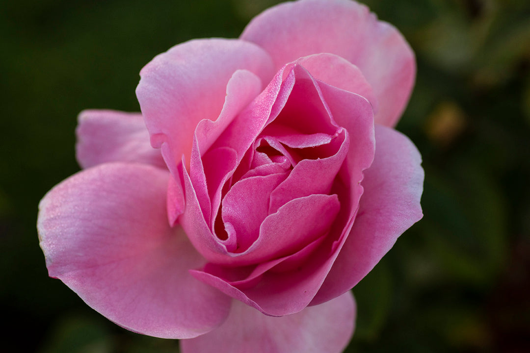 Queen Elizabeth - Star Roses and Plants