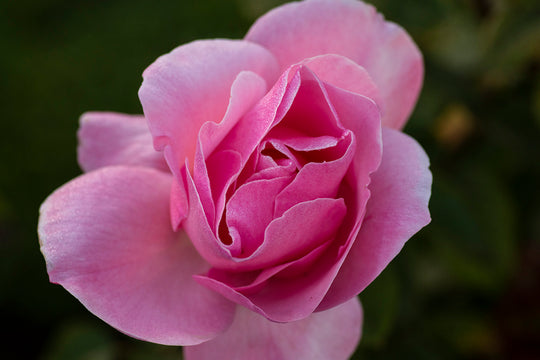 Queen Elizabeth - Star Roses and Plants