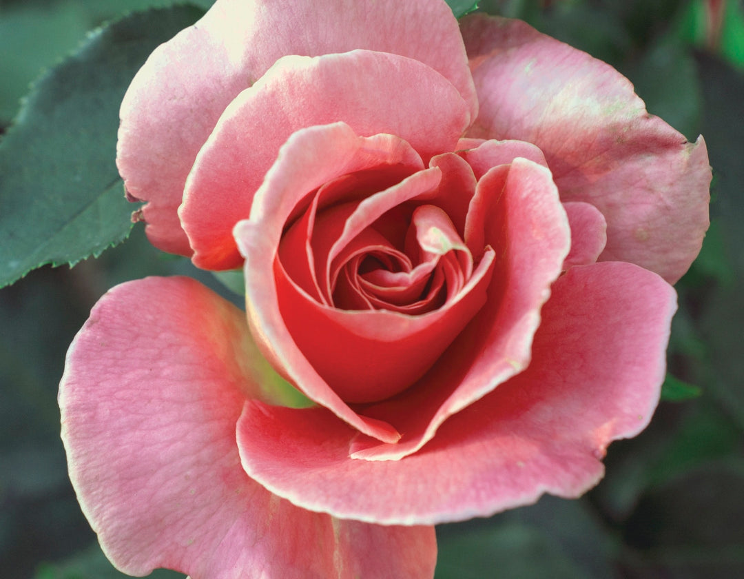 Queen Elizabeth - Star Roses and Plants