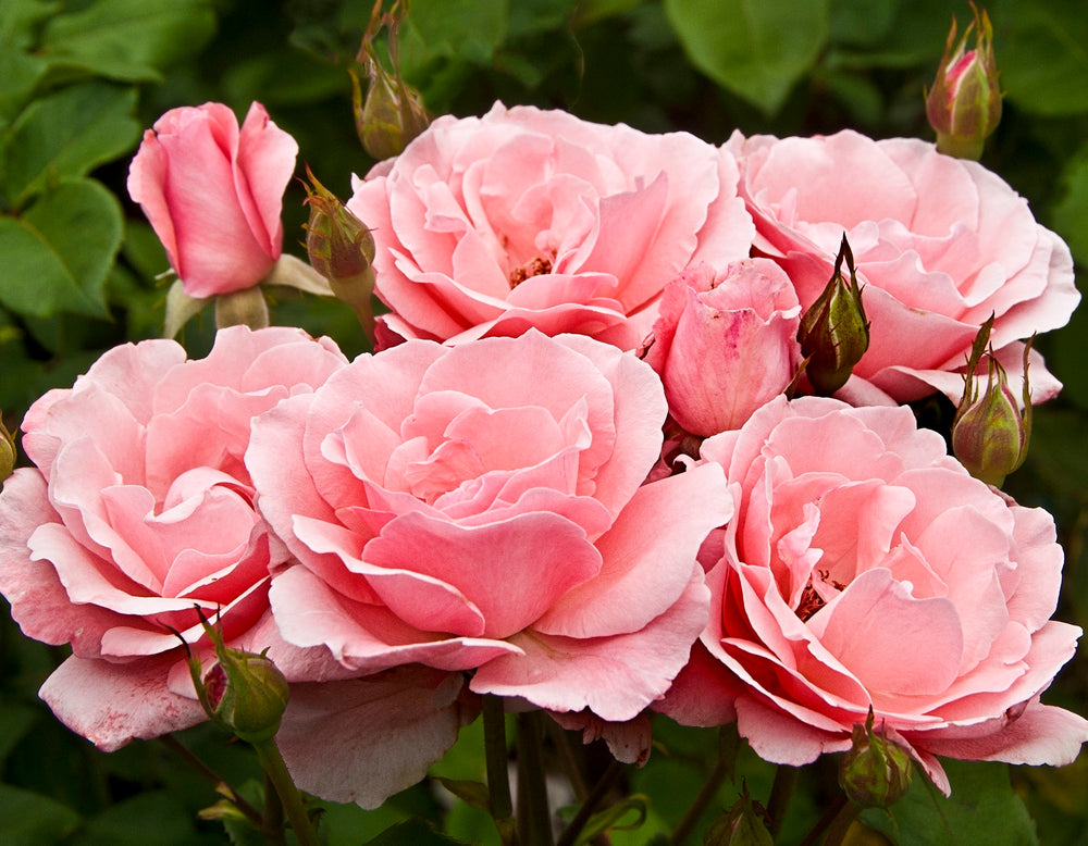 Queen Elizabeth - Star Roses and Plants
