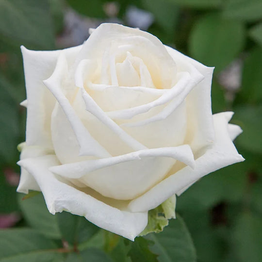 Queen Mary 2 - Star Roses and Plants
