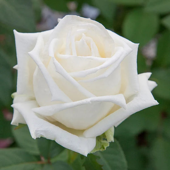 Queen Mary 2 - Star Roses and Plants