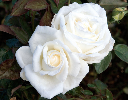 Queen Mary 2 - Star Roses and Plants