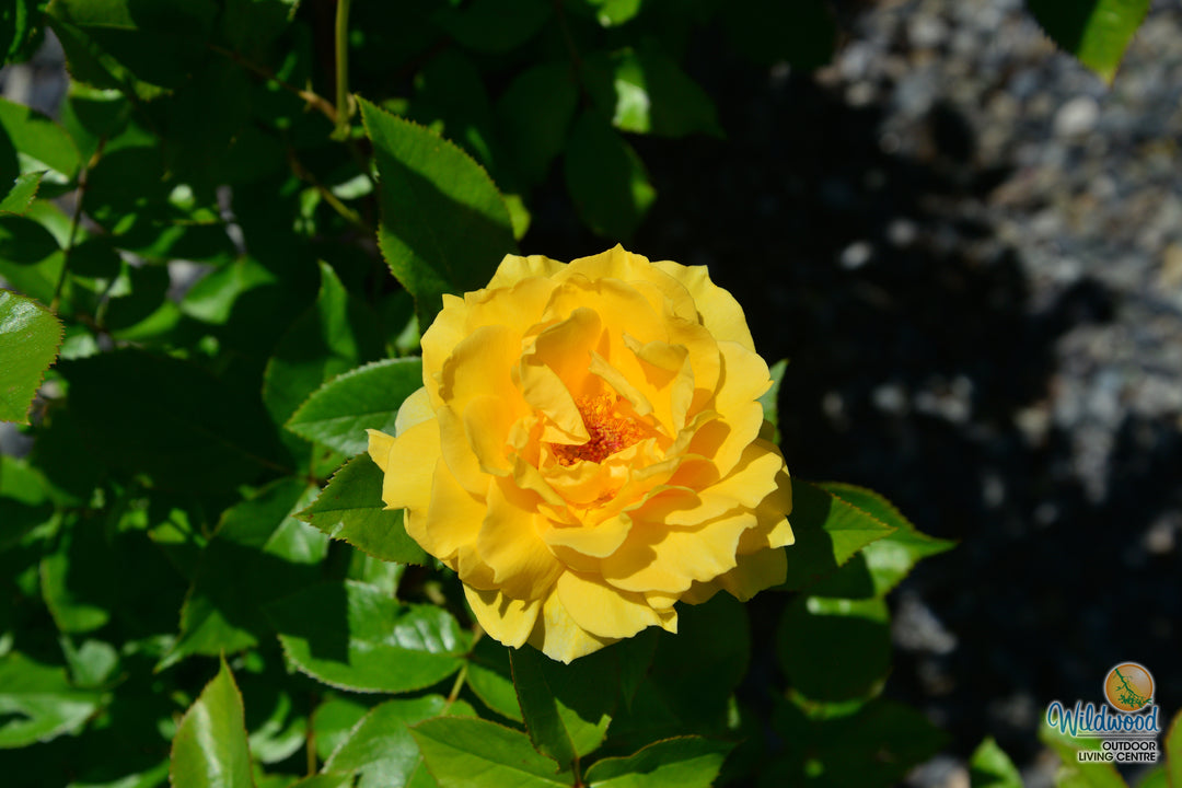 Quest for Zest - Weeks Rose