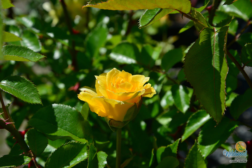 Quest for Zest - Weeks Rose