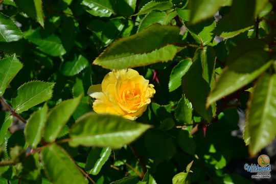 Quest for Zest - Weeks Rose