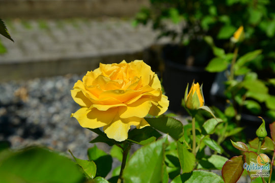 Quest for Zest - Weeks Rose