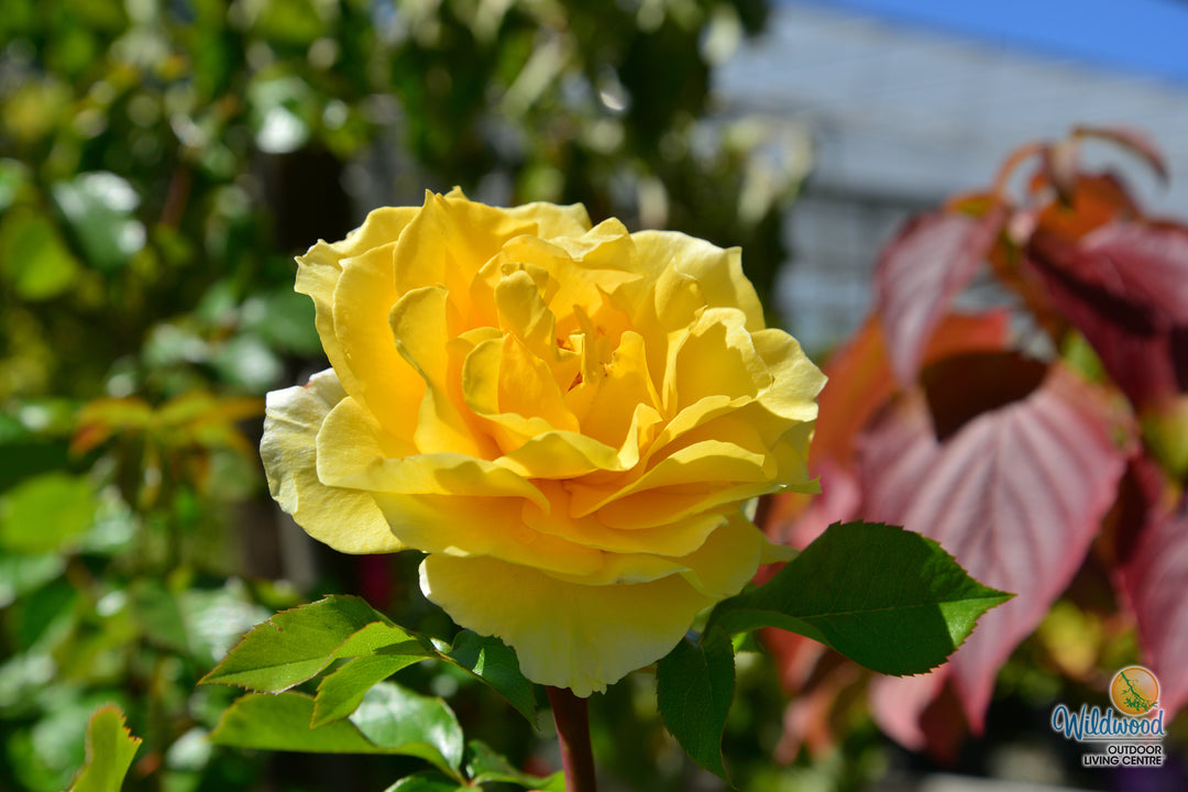 Quest for Zest - Weeks Rose