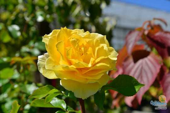 Quest for Zest - Weeks Rose
