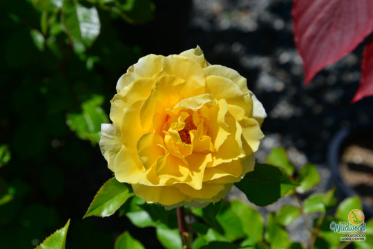 Quest for Zest - Weeks Rose