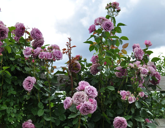 Arborose® Quicksilver™ - Kordes® Roses