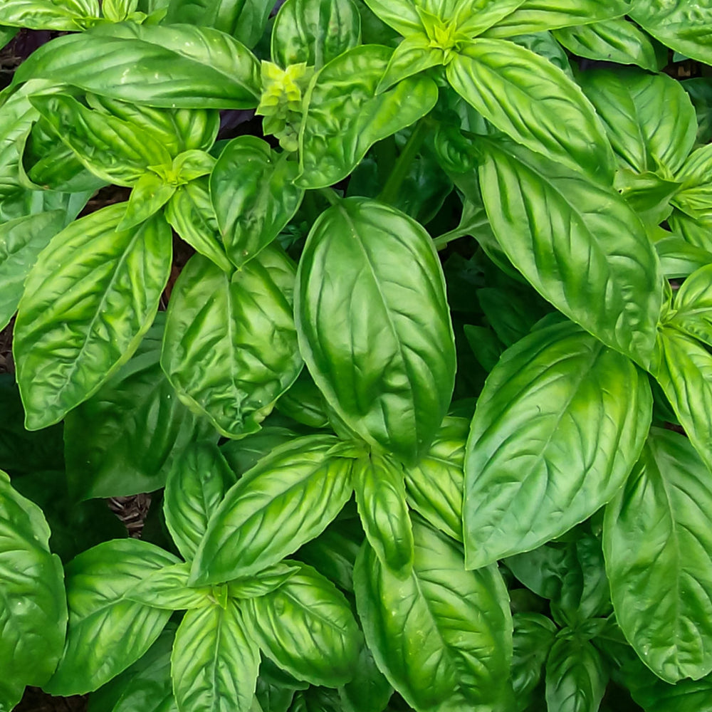 Organic Basil Genovese - Burpee