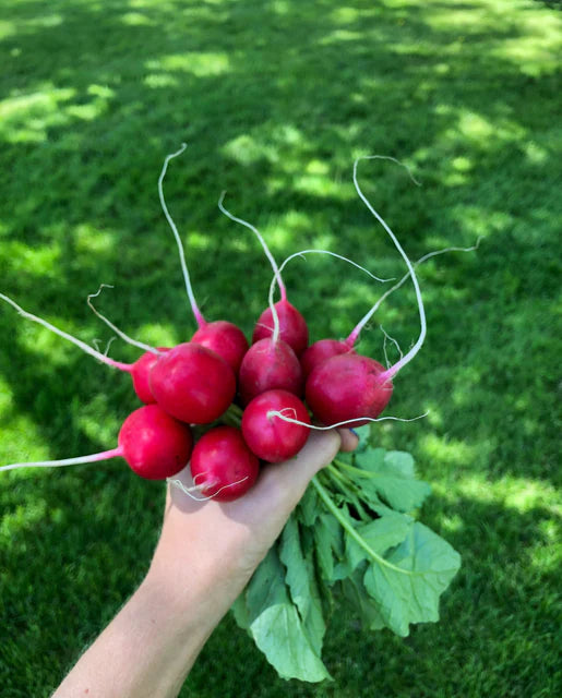 Radish Rover - West Coast Seeds