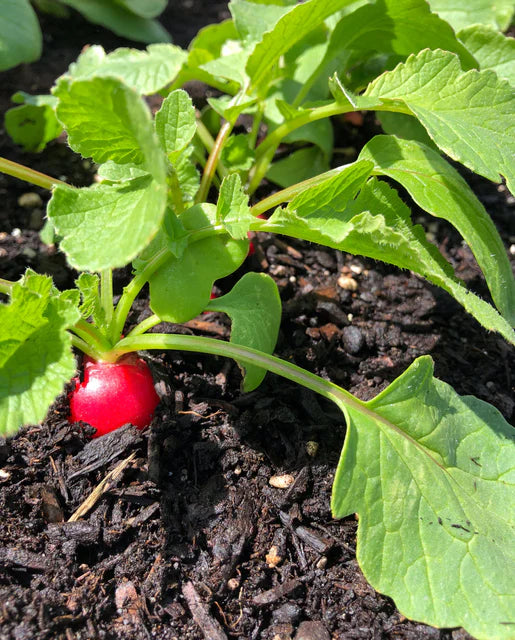 Organic Radish Raxe - West Coast Seeds