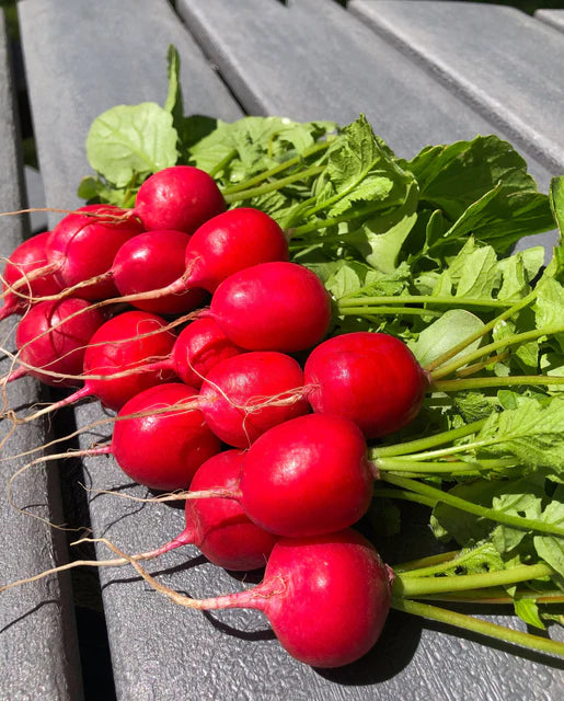 Organic Radish Raxe - West Coast Seeds
