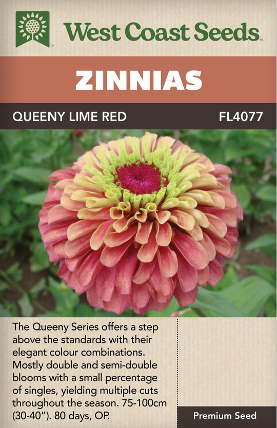 Zinnia Queeny Lime Red - West Coast Seeds