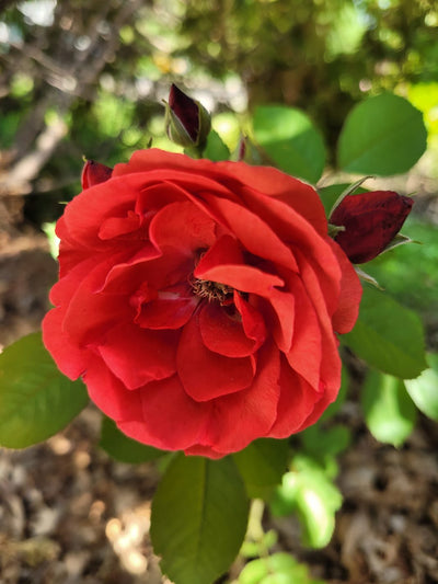 Morden Fireglow - Cold Hardy Rose