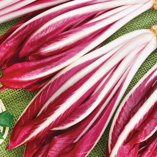 Radicchio Early Treviso - Burpee Seeds