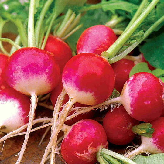 Radish Sparkler White Tip, Sow Easy - McKenzie Seeds