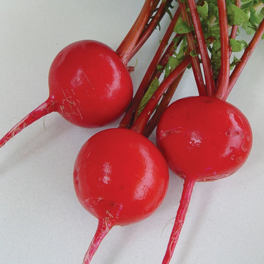 Radish Crimson Giant - Burpee Seeds