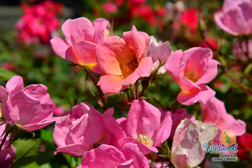 Rainbow Knock Out - Star Roses and Plants