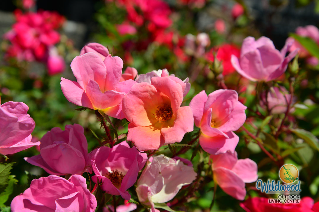 Rainbow Knock Out - Star Roses and Plants