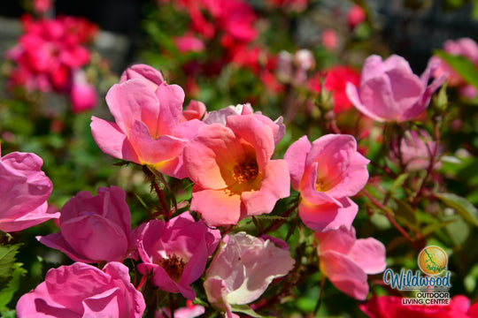 Rainbow Knock Out - Star Roses and Plants
