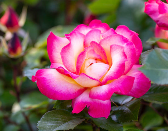 Rainbow Sorbet™ - Star Roses and Plants