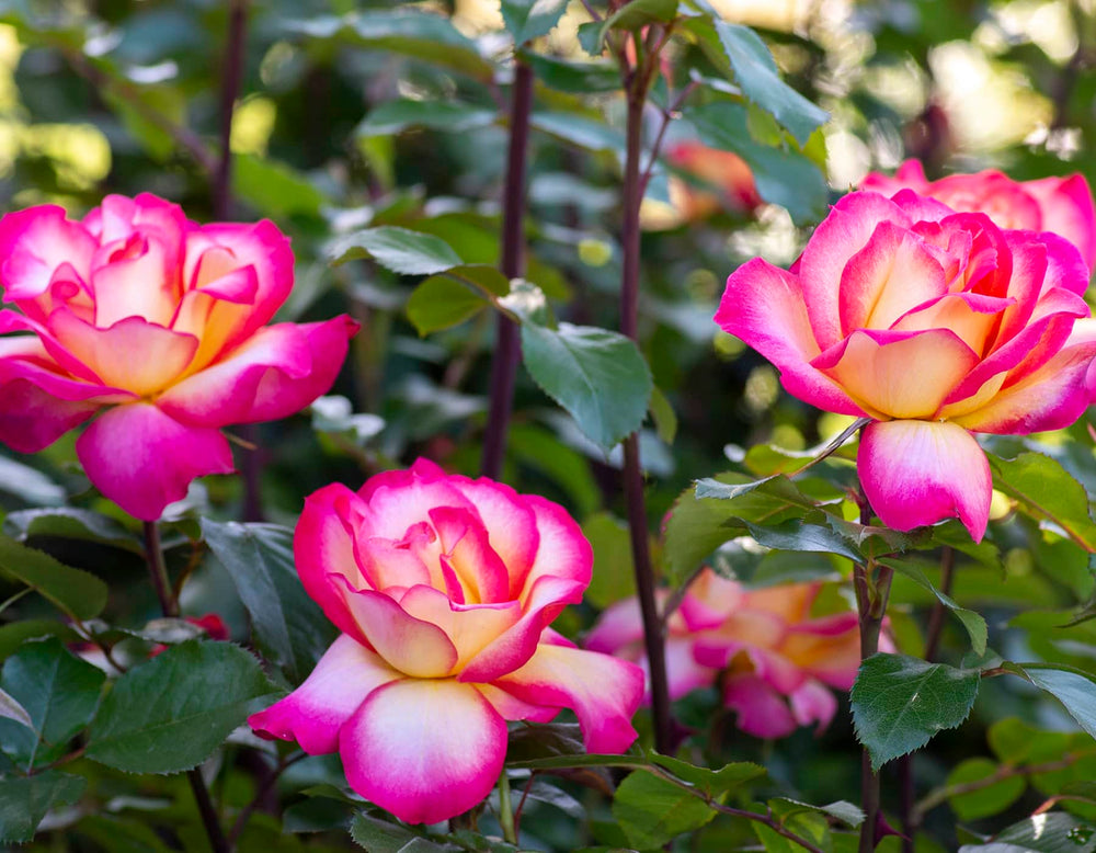 Rainbow Sorbet™ - Star Roses and Plants