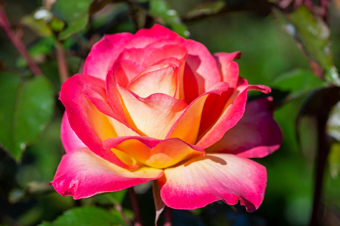 Rainbow Sorbet™ - Star Roses and Plants