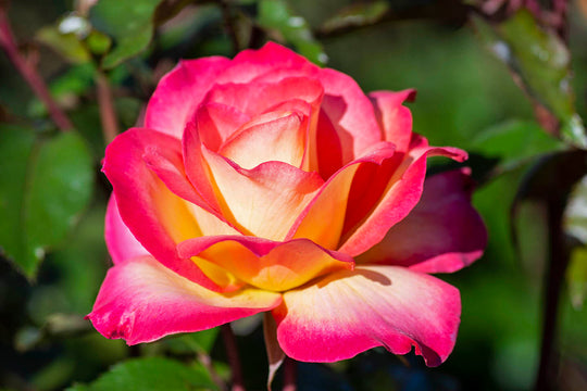 Rainbow Sorbet™ - Star Roses and Plants