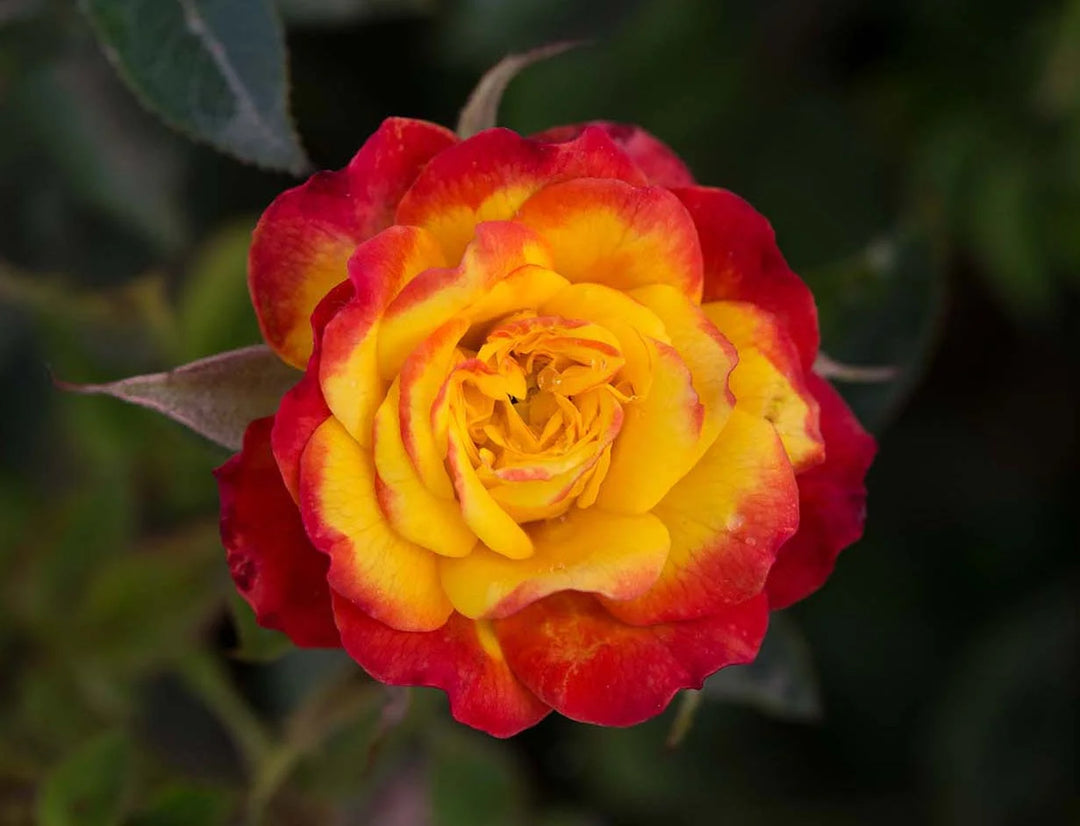 Rainbow Sunblaze - Star Roses and Plants