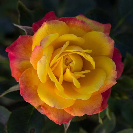 Rainbow Sunblaze - Star Roses and Plants