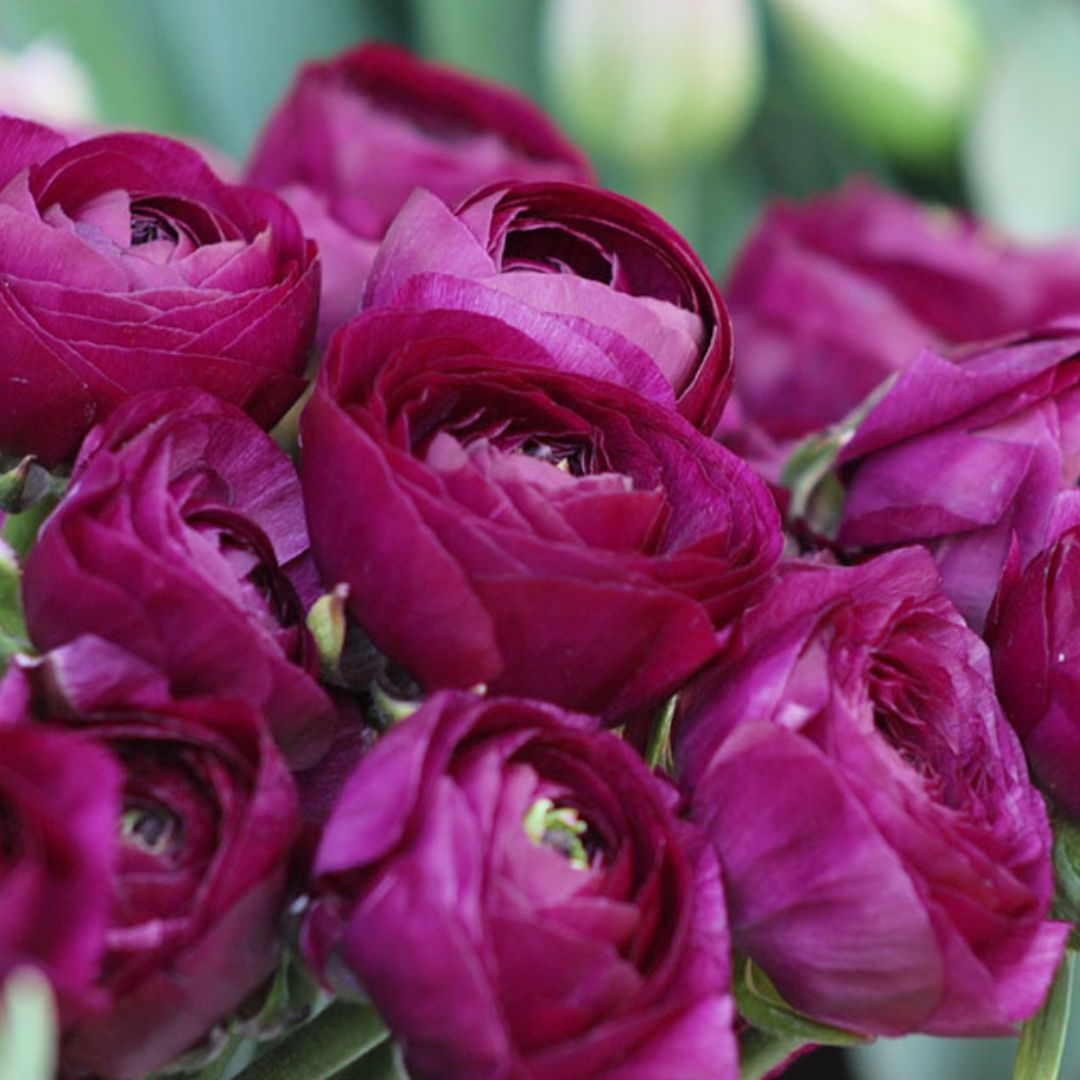 Ranunculus - Pauline, 5 Pack