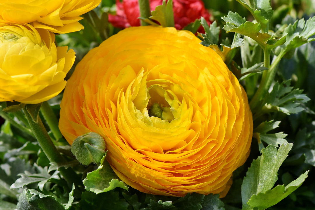 Ranunculus - Amandine Yellow, 5 Pack