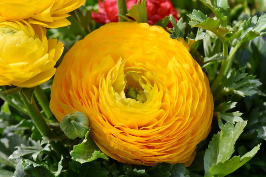 Ranunculus - Amandine Yellow, 5 Pack