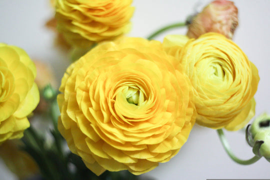 Ranunculus - Amandine Yellow, 5 Pack