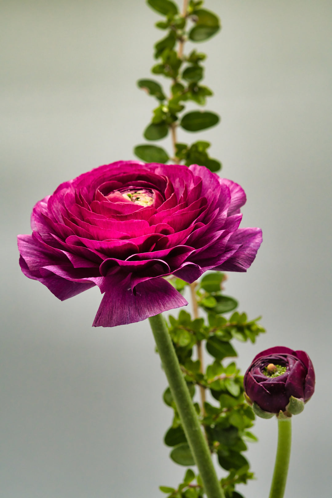 Ranunculus - Pauline, 5 Pack