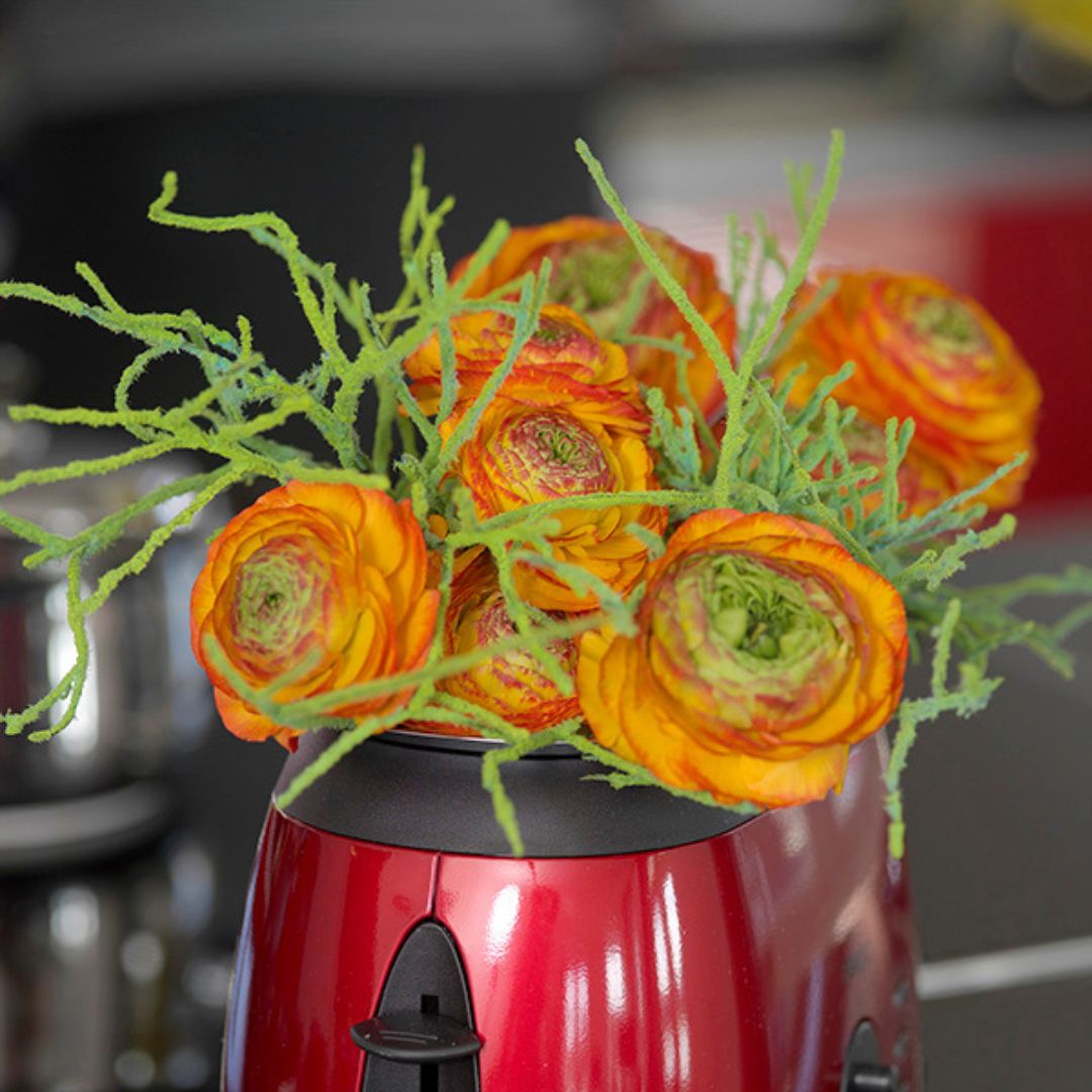 Ranunculus - Reinette Orange, 5 Pack