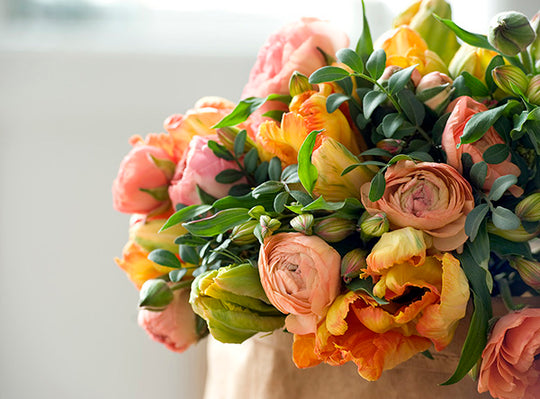 Ranunculus - Amandine Salmon, 5 Pack