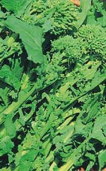 Broccoli Raab Rapini - Ontario Seed Company