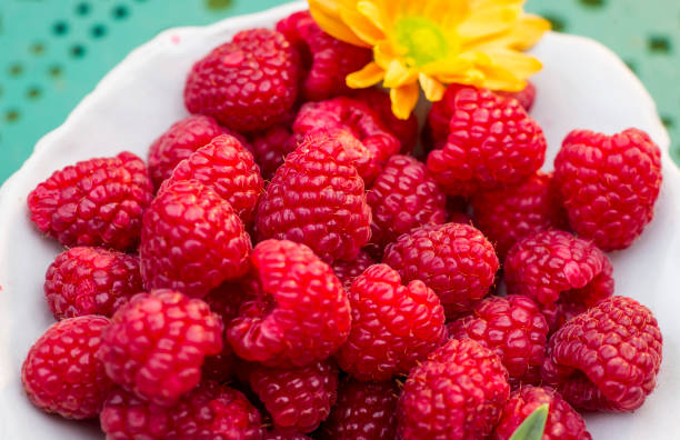 Raspberry - Canby, Summer Bearing
