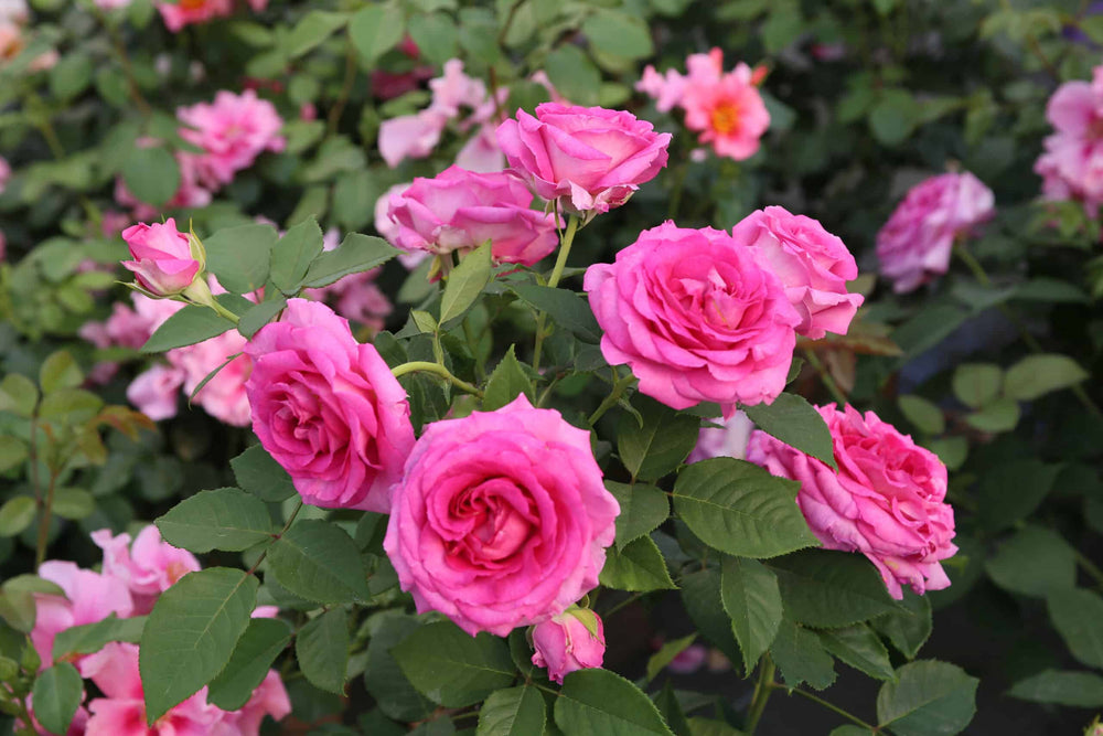 Raspberry Cupcake™ - Kordes® Roses