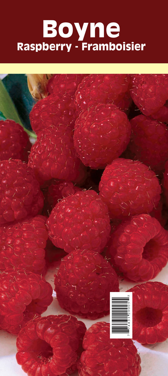 Raspberry - Boyne, Summer Bearing