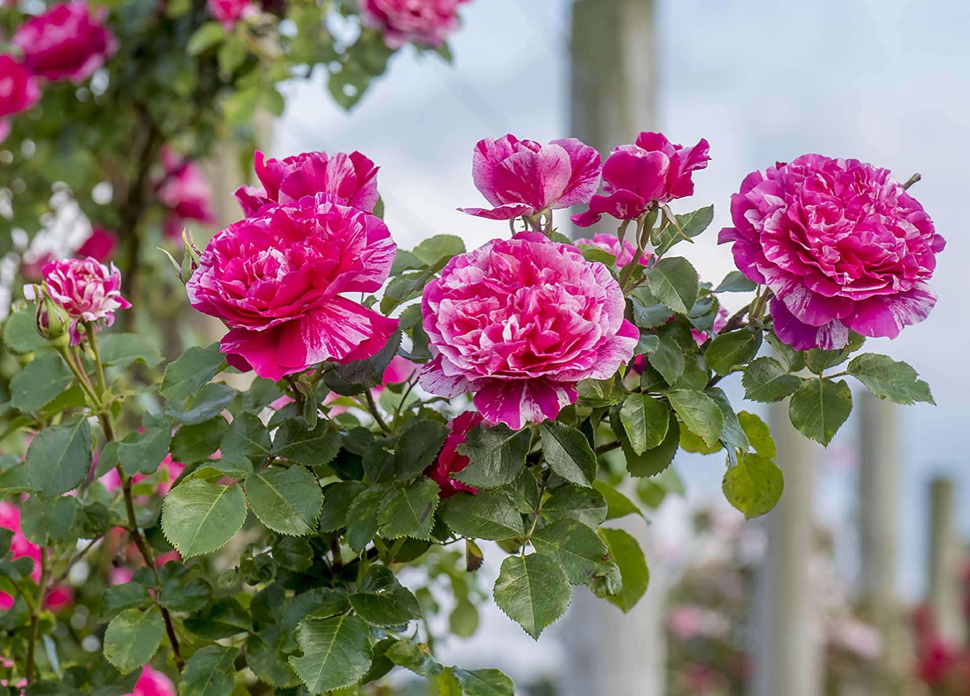 Climbing Roses – Wildwood Outdoor Living